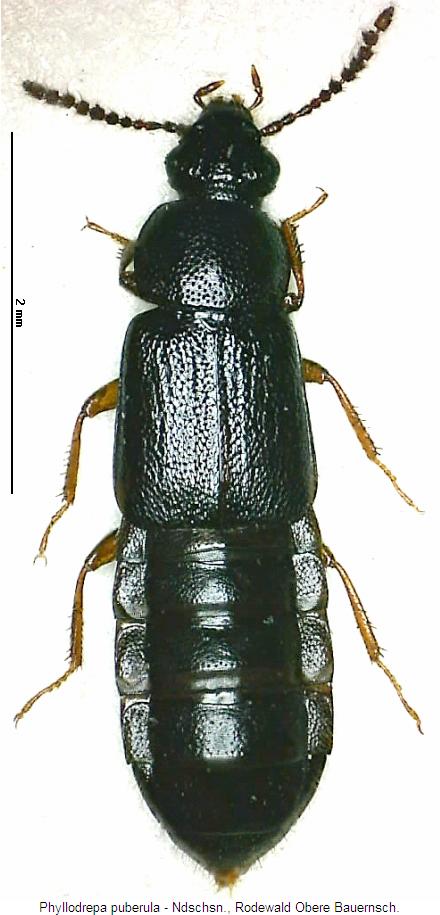 phyllodrepa_puberula_hab.jpg