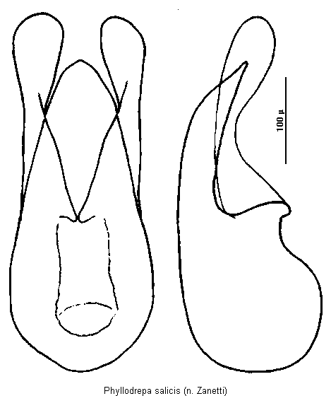 phyllodrepa_salicis.gif