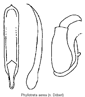 phyllotreta_aerea.gif