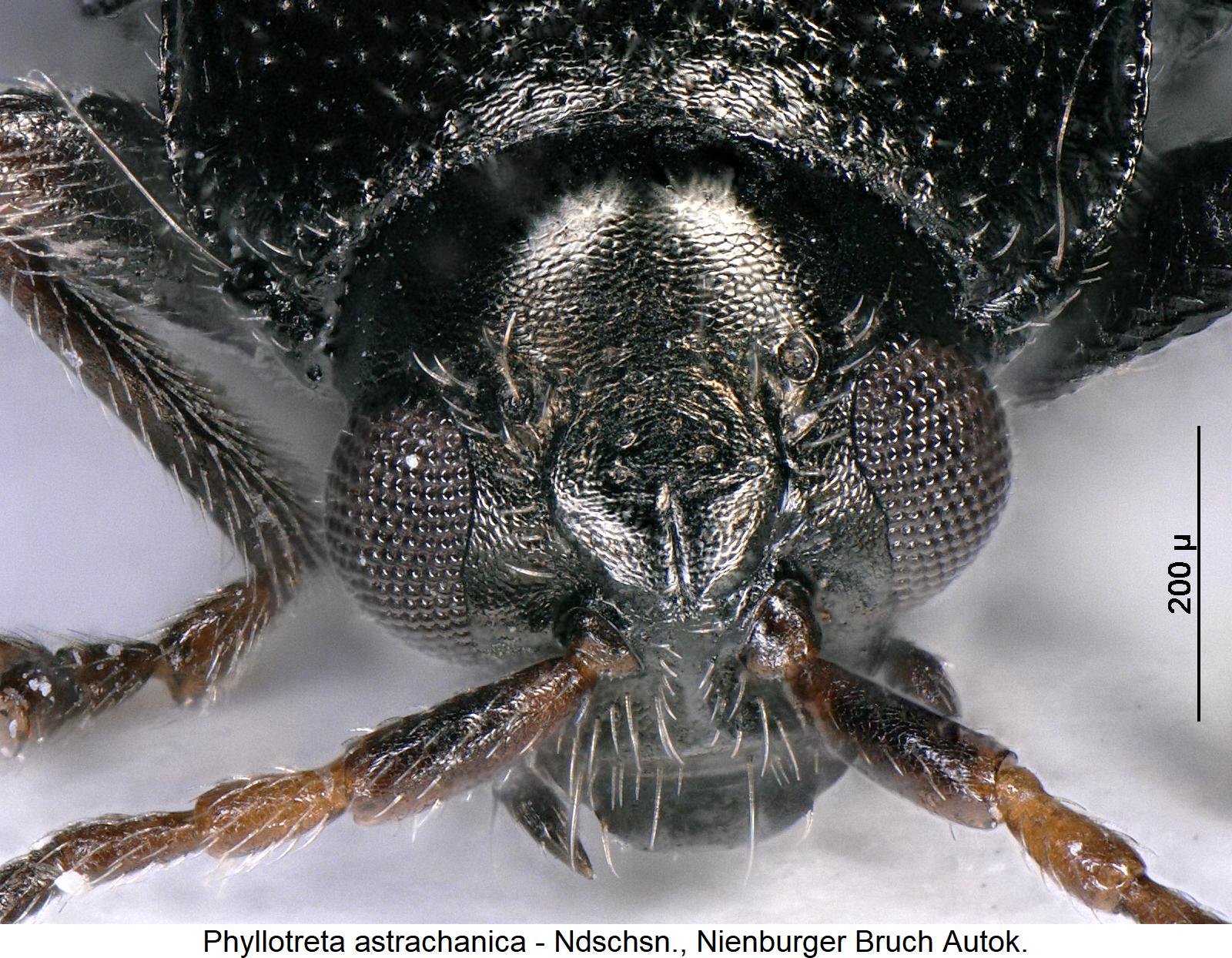 phyllotreta_astrachanica_k.jpg