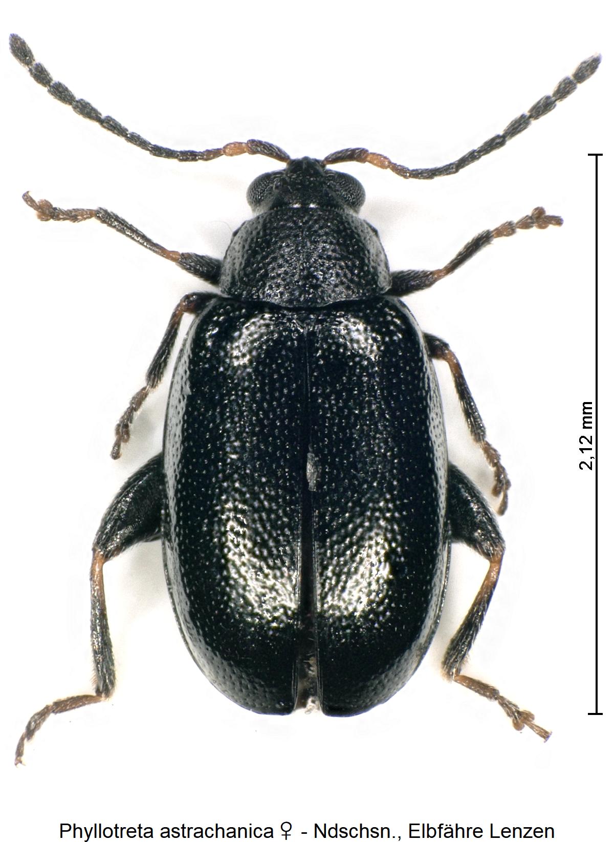 phyllotreta_astrachanica_w_hab.jpg