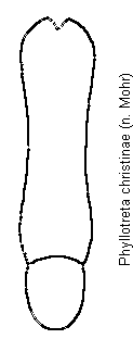 phyllotreta_christinae.gif