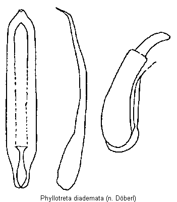 phyllotreta_diademata.gif