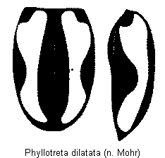 phyllotreta_dilatata_fld.gif