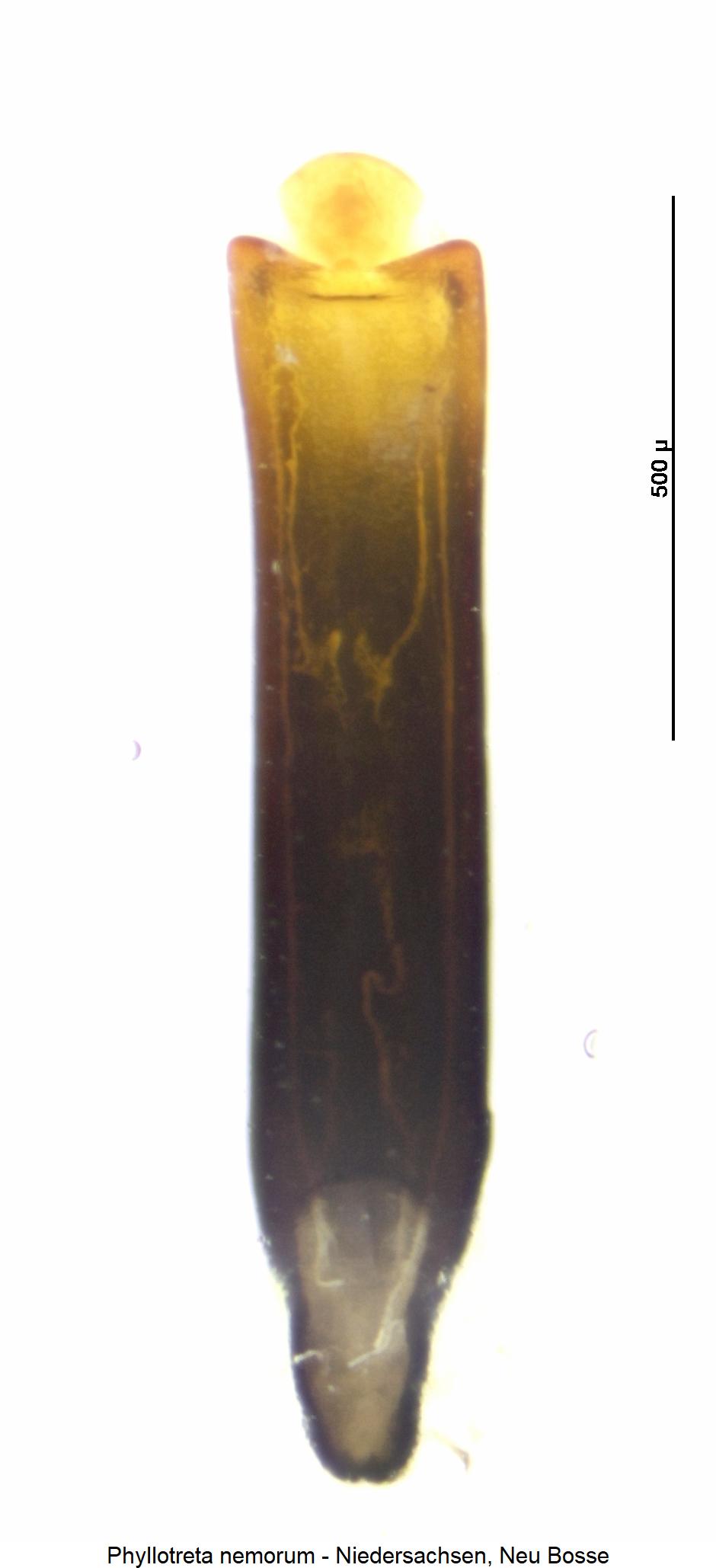phyllotreta_nemorum.jpg