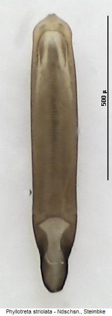 phyllotreta_striolata.jpg