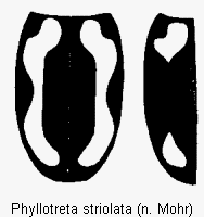 phyllotreta_striolata_fld.gif