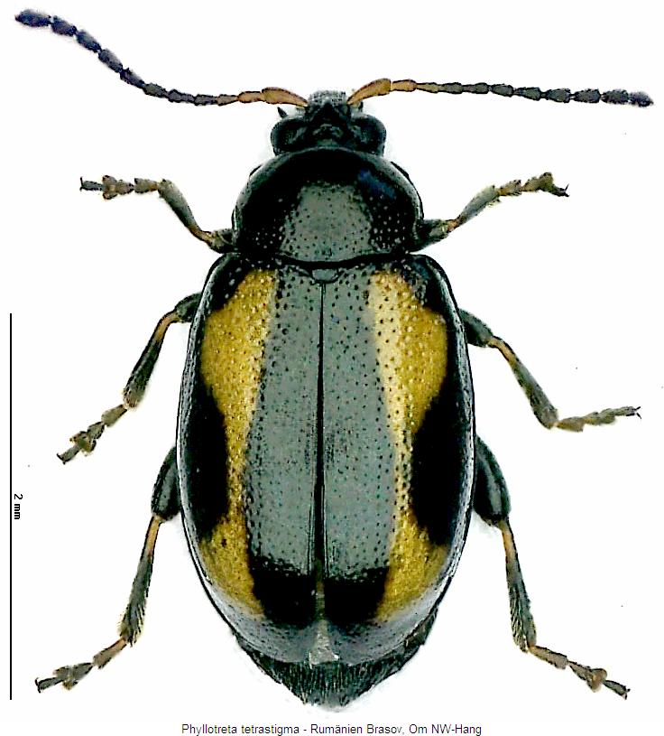 phyllotreta_tetrastigma_hab.jpg