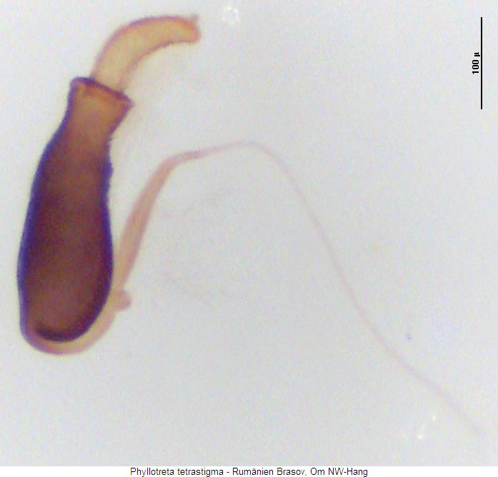 phyllotreta_tetrastigma_sperm.jpg