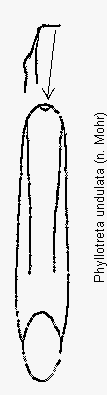 phyllotreta_undulata.gif