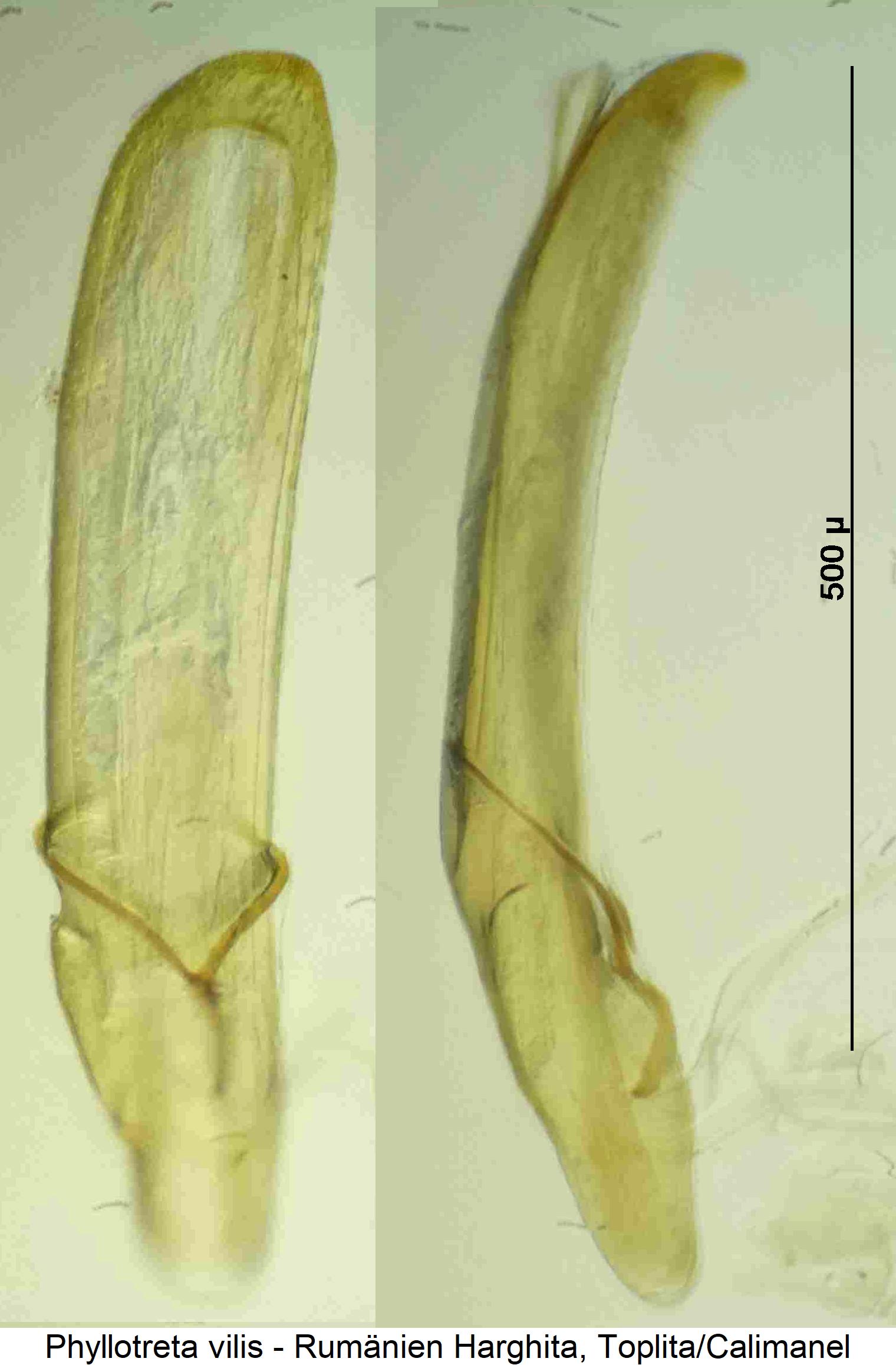 phyllotreta_vilis.jpg