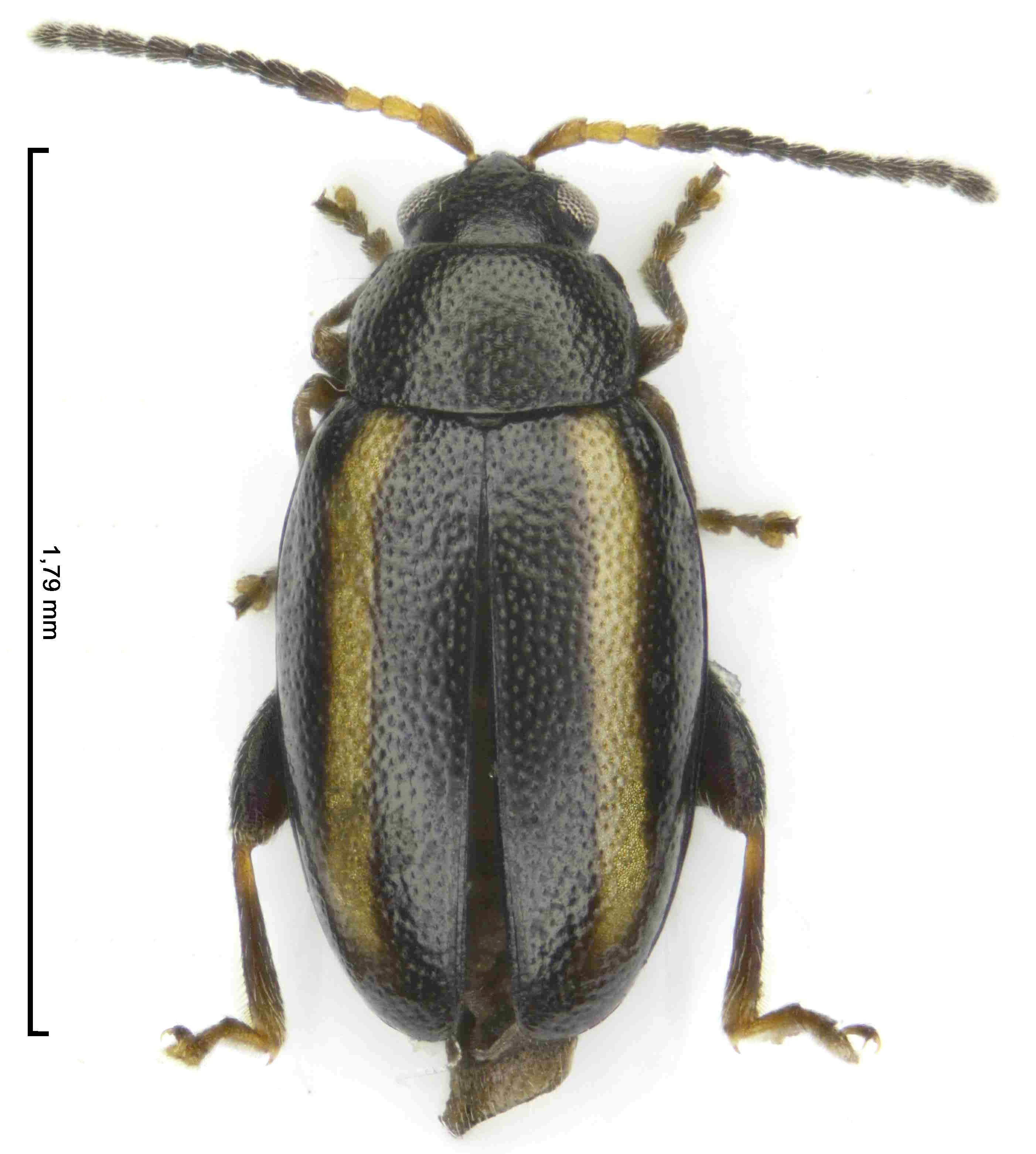 phyllotreta_vilis_m_hab.jpg