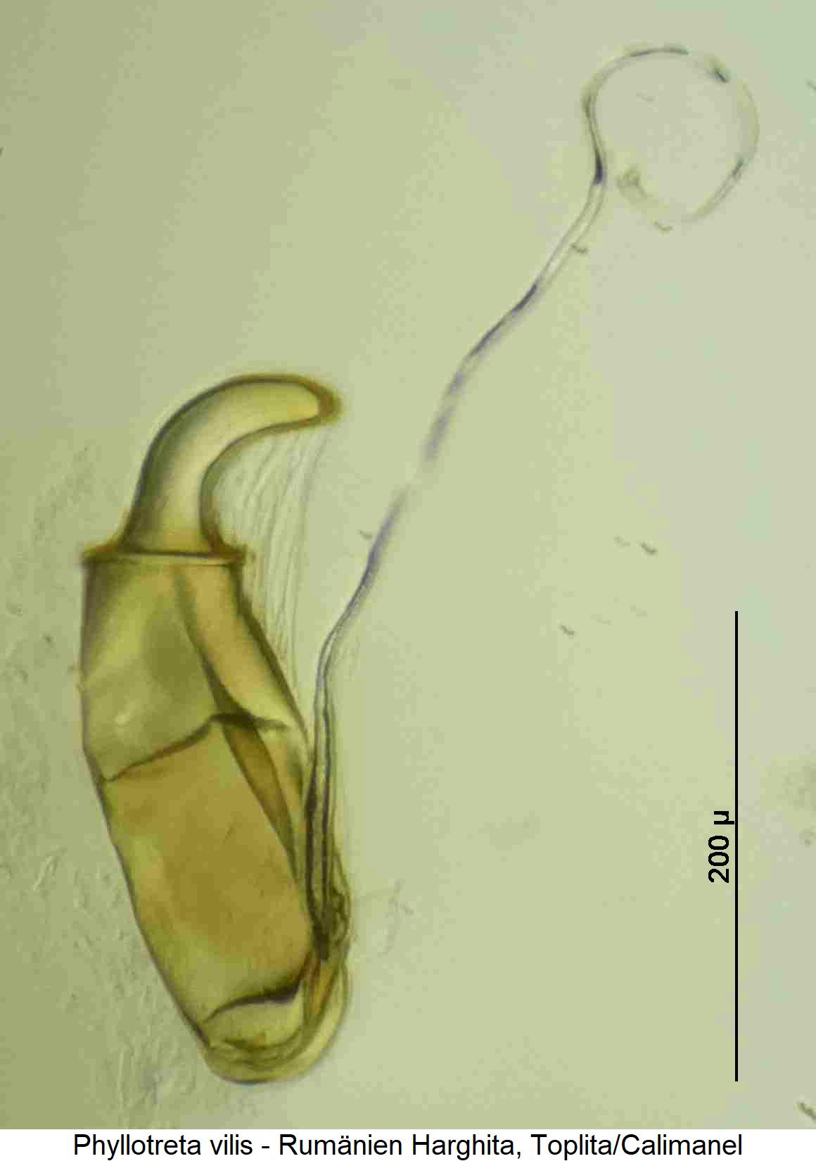phyllotreta_vilis_sperm.jpg