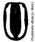 phyllotreta_vittula_fld.gif