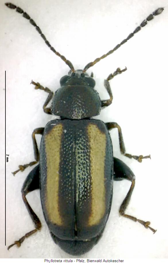 phyllotreta_vittula_hab.jpg