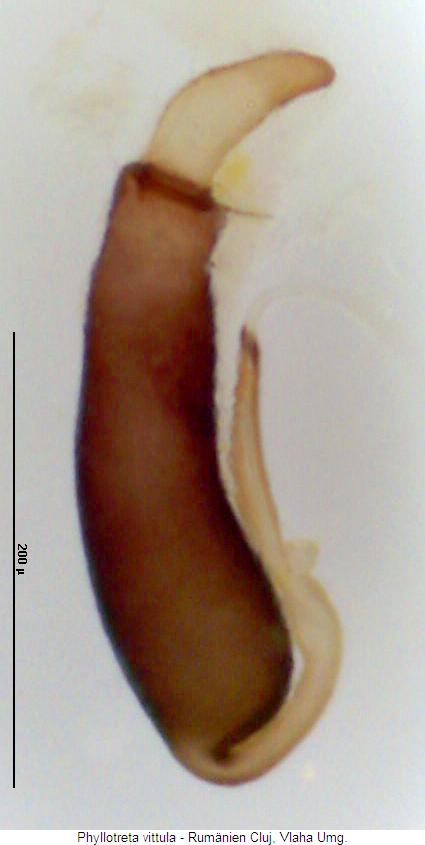 phyllotreta_vittula_sperm.jpg