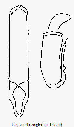 phyllotreta_ziegleri.gif