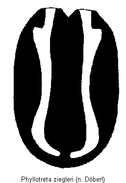 phyllotreta_ziegleri_fld.gif