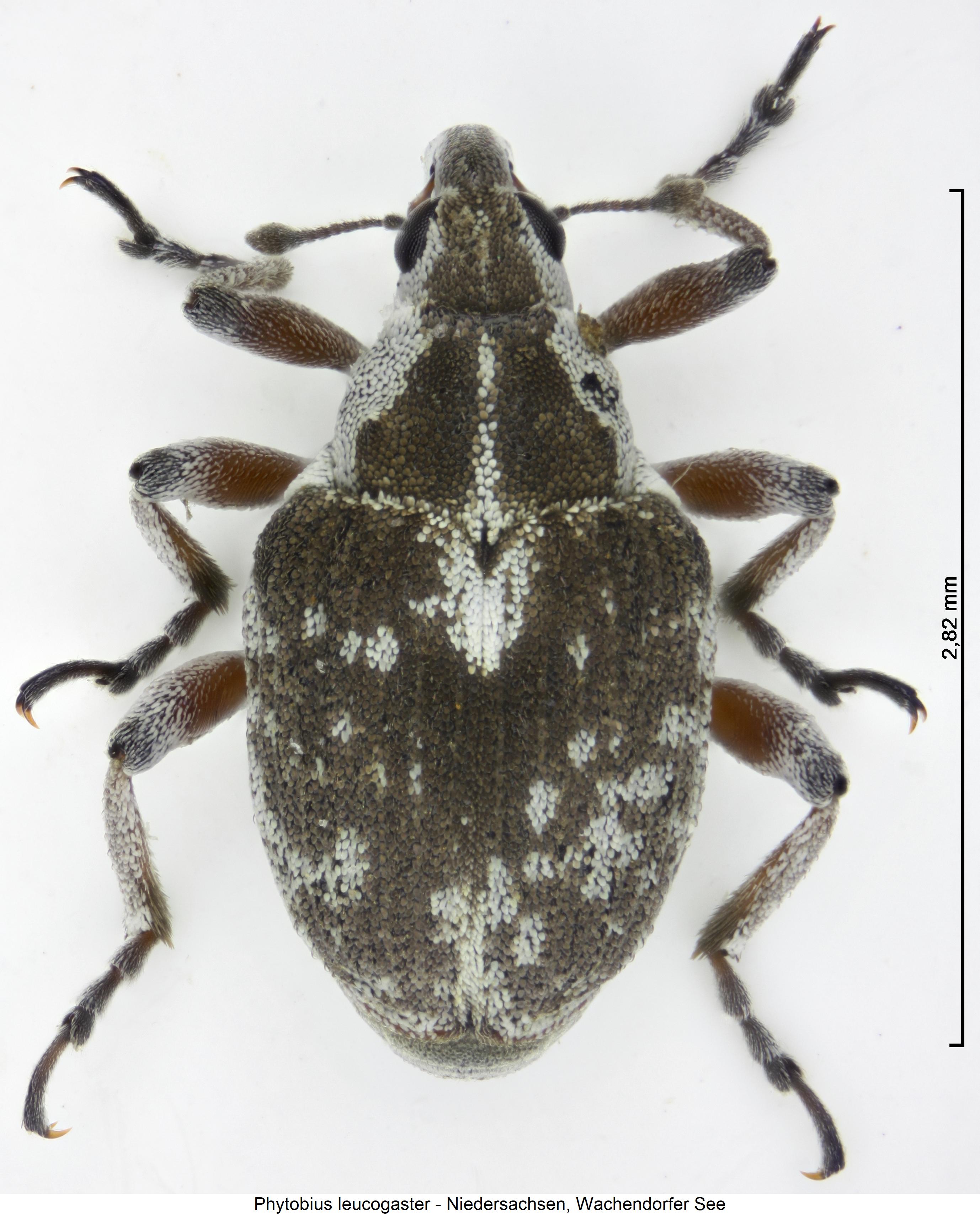 phytobius_leucogaster_hab1.jpg