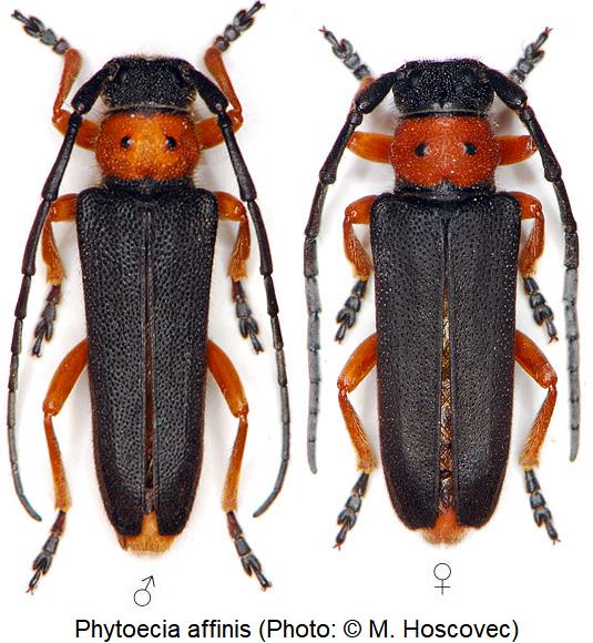phytoecia_affinis_hab.jpg