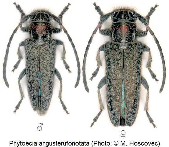 phytoecia_angusterufonotata_hab.jpg