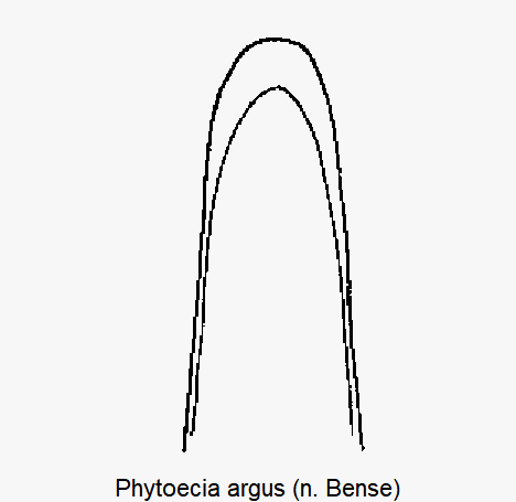 phytoecia_argus.gif