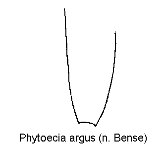 phytoecia_argus_fld.gif
