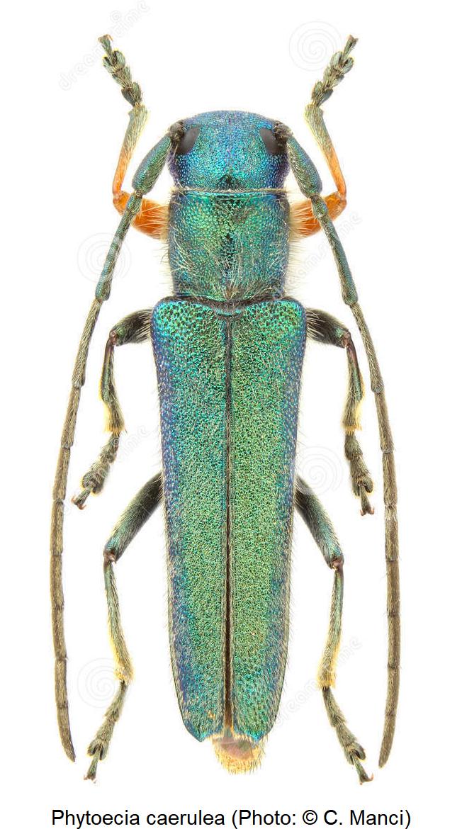 phytoecia_caerulea_hab.jpg