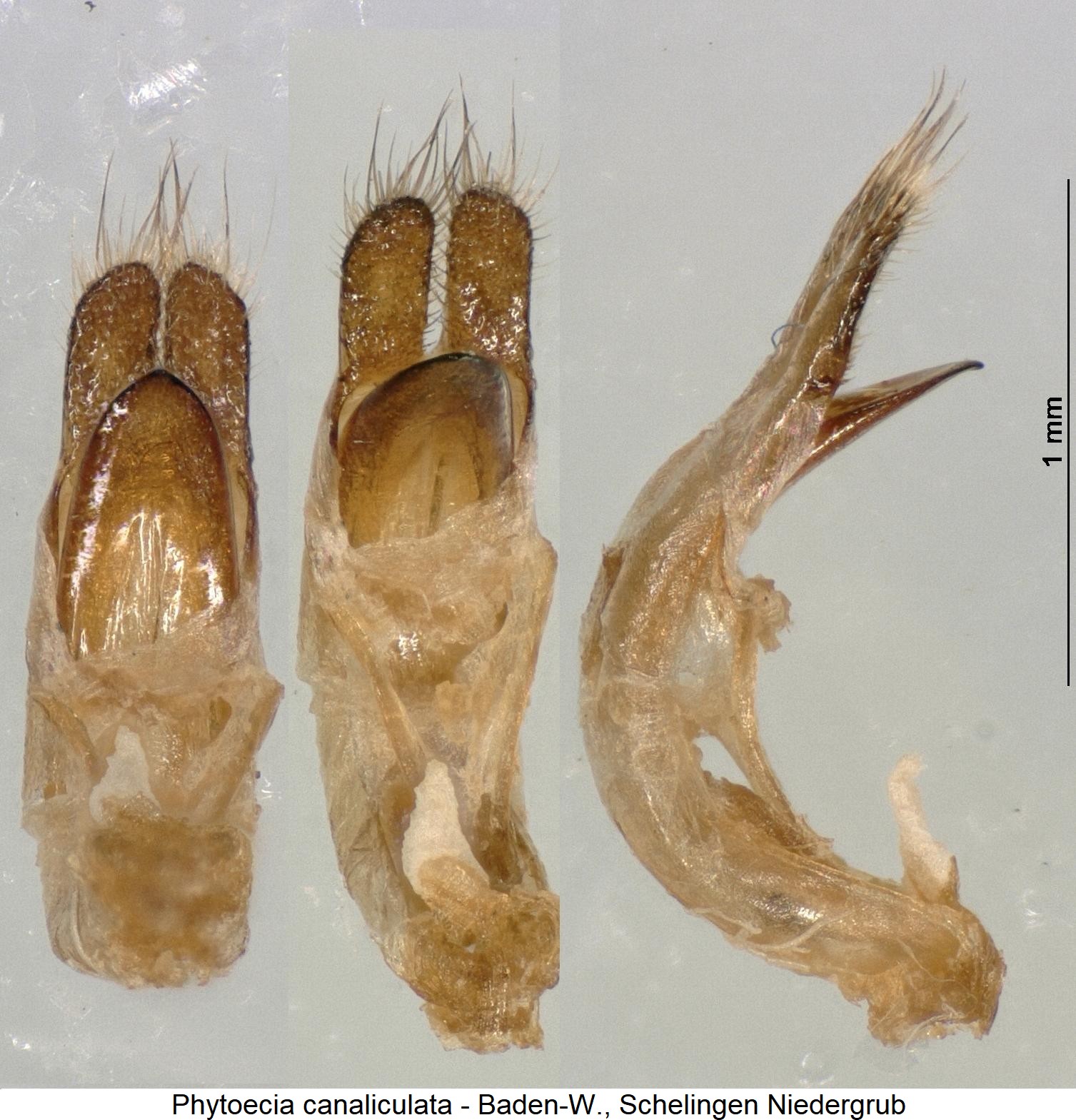 phytoecia_canaliculata.jpg