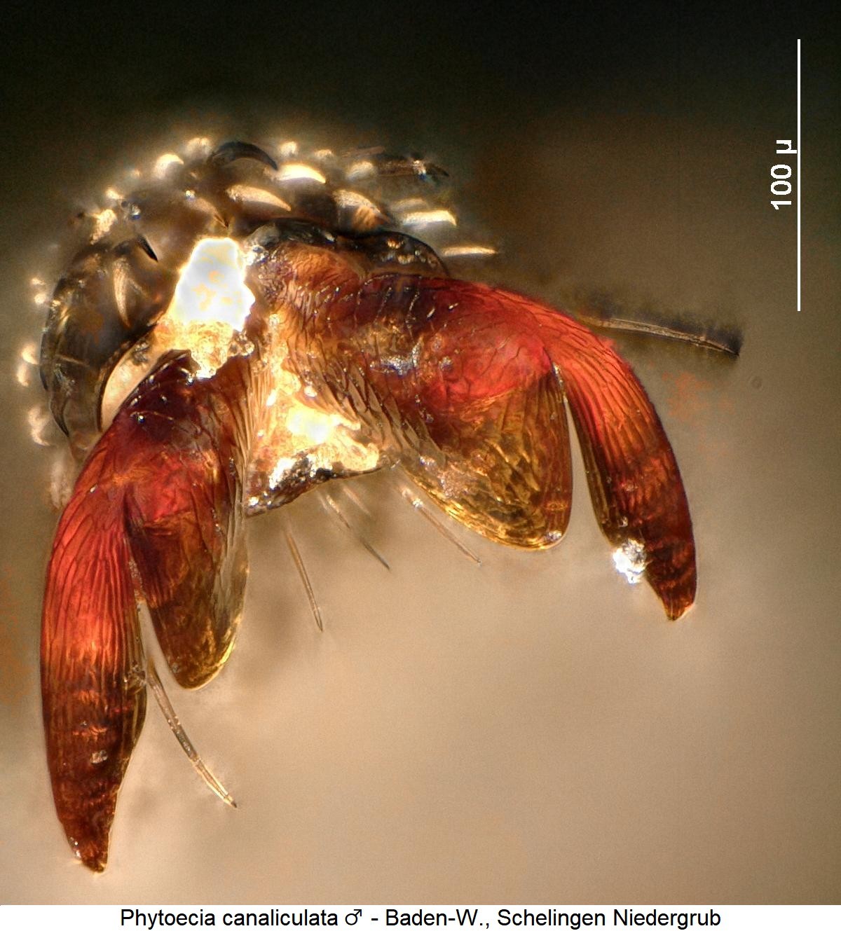 phytoecia_canaliculata_m_htr.jpg