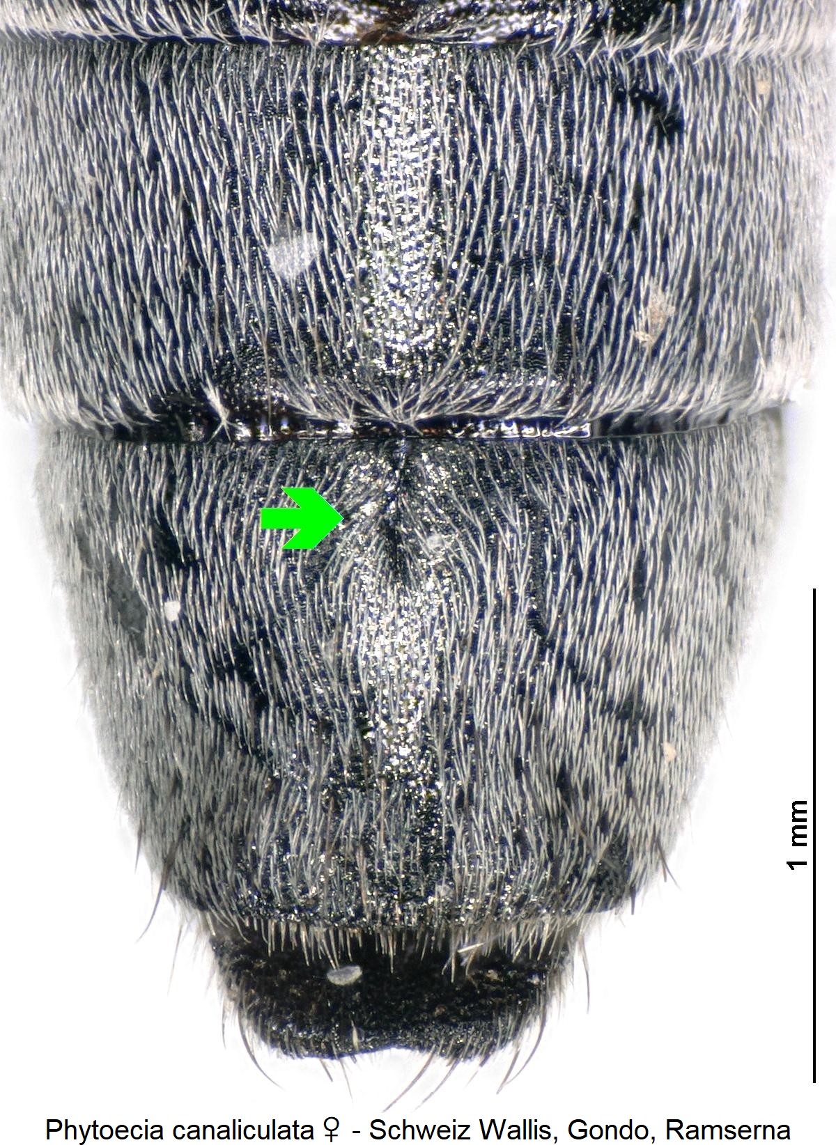 phytoecia_canaliculata_w_ster.jpg