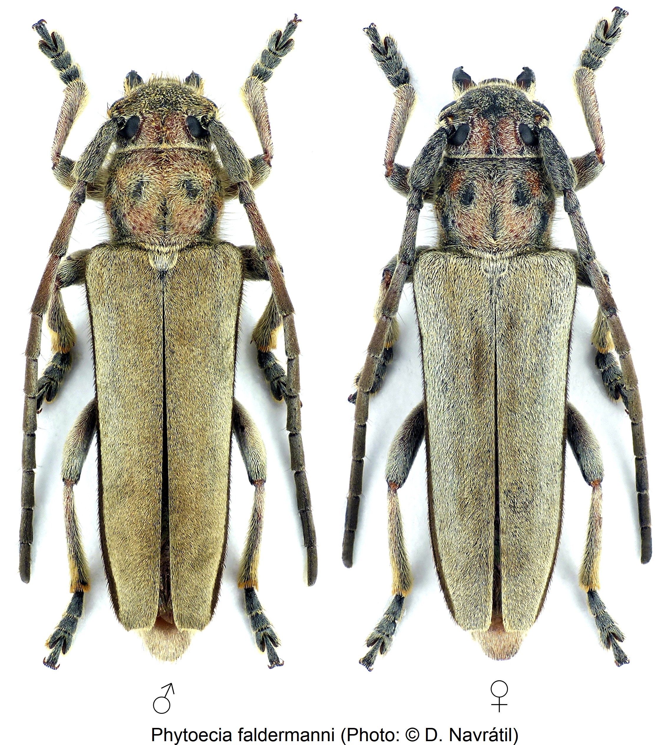 phytoecia_faldermanni_hab.jpg