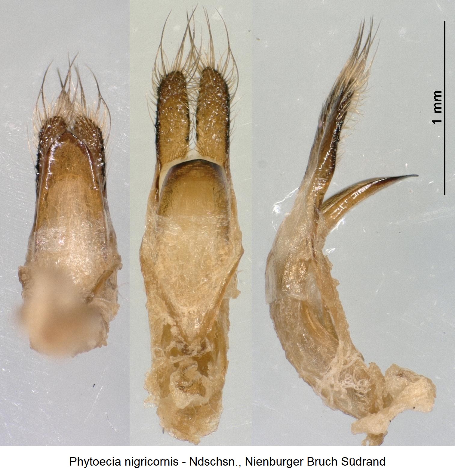 phytoecia_nigricornis.jpg