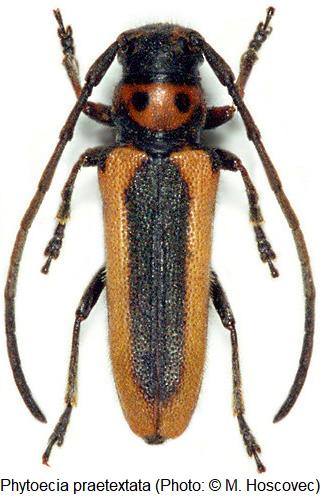 phytoecia_praetextata_hab.jpg