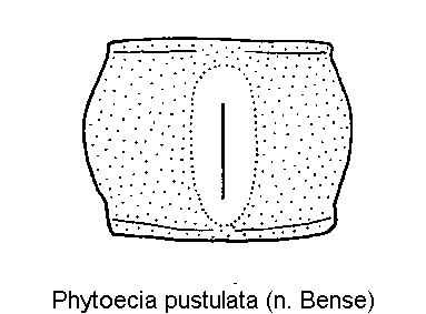 phytoecia_pustulata_hsch.gif