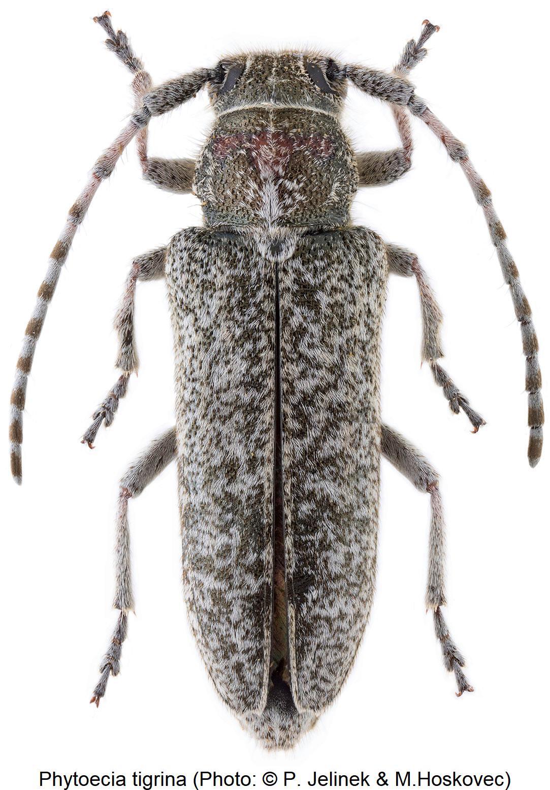 phytoecia_tigrina_hab.jpg
