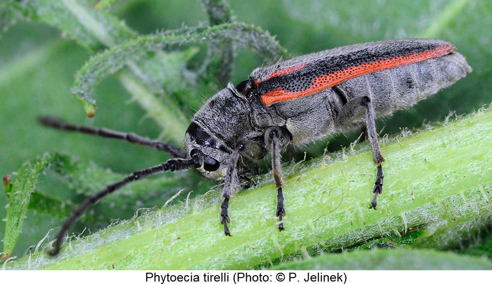 phytoecia_tirelli_sa.jpg