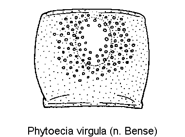 phytoecia_virgula_hsch.gif