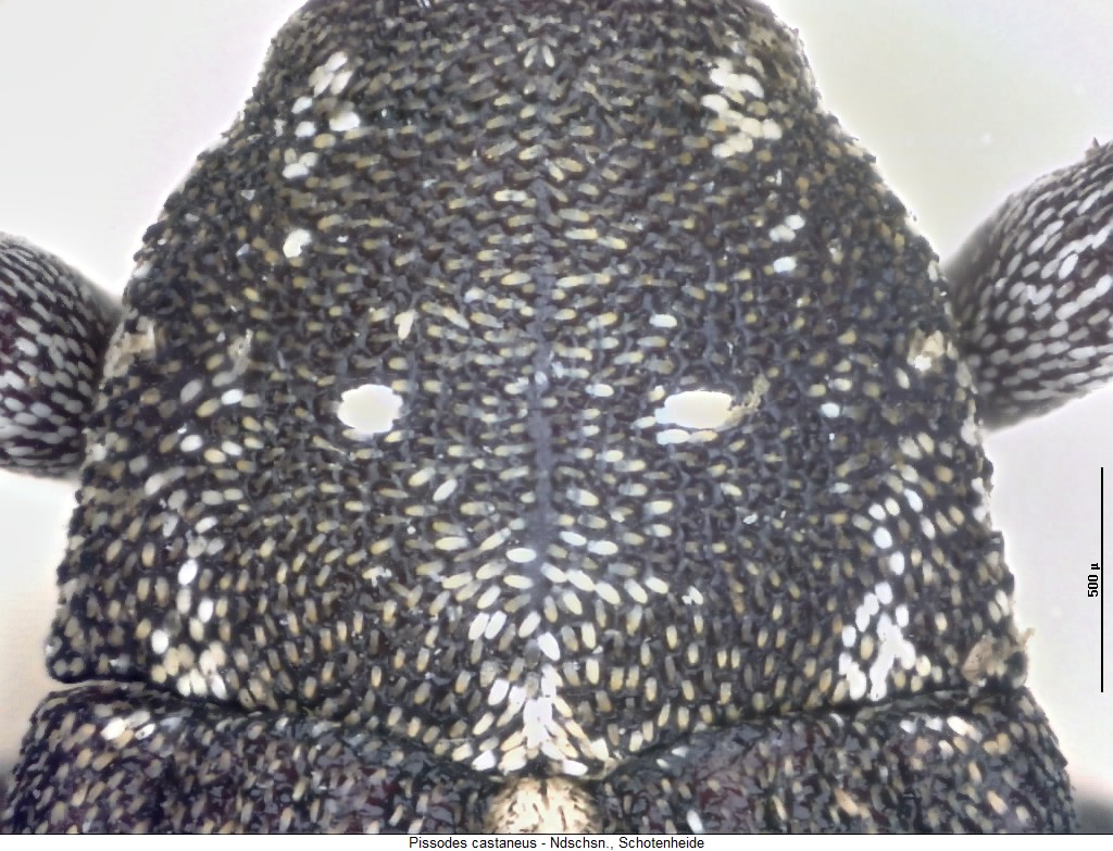 pissodes_castaneus_hsch3.jpg