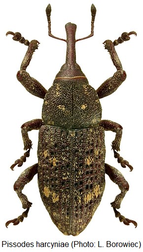 pissodes_harcyniae_hab2.jpg