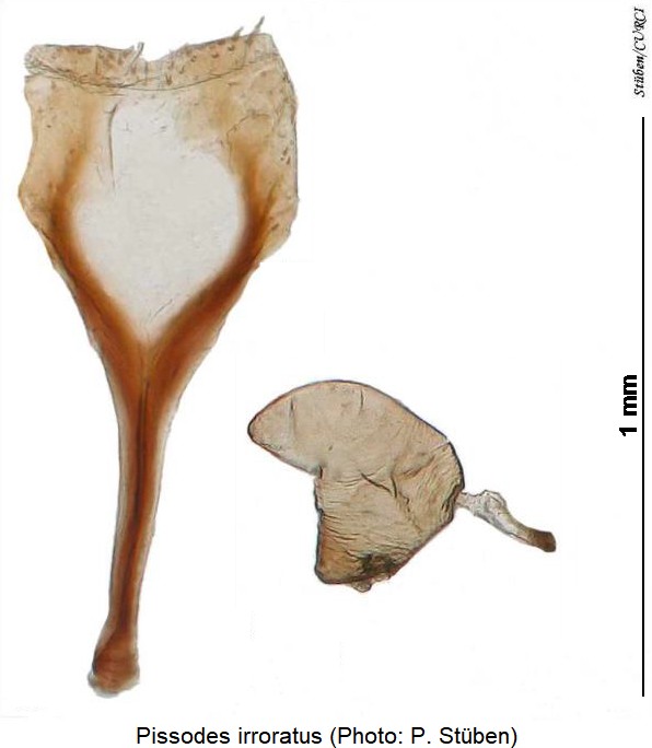 pissodes_irroratus_sperm.jpg