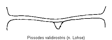 pissodes_validirostris_fld.gif