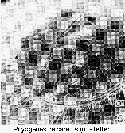 pityogenes_calcaratus_dec.gif