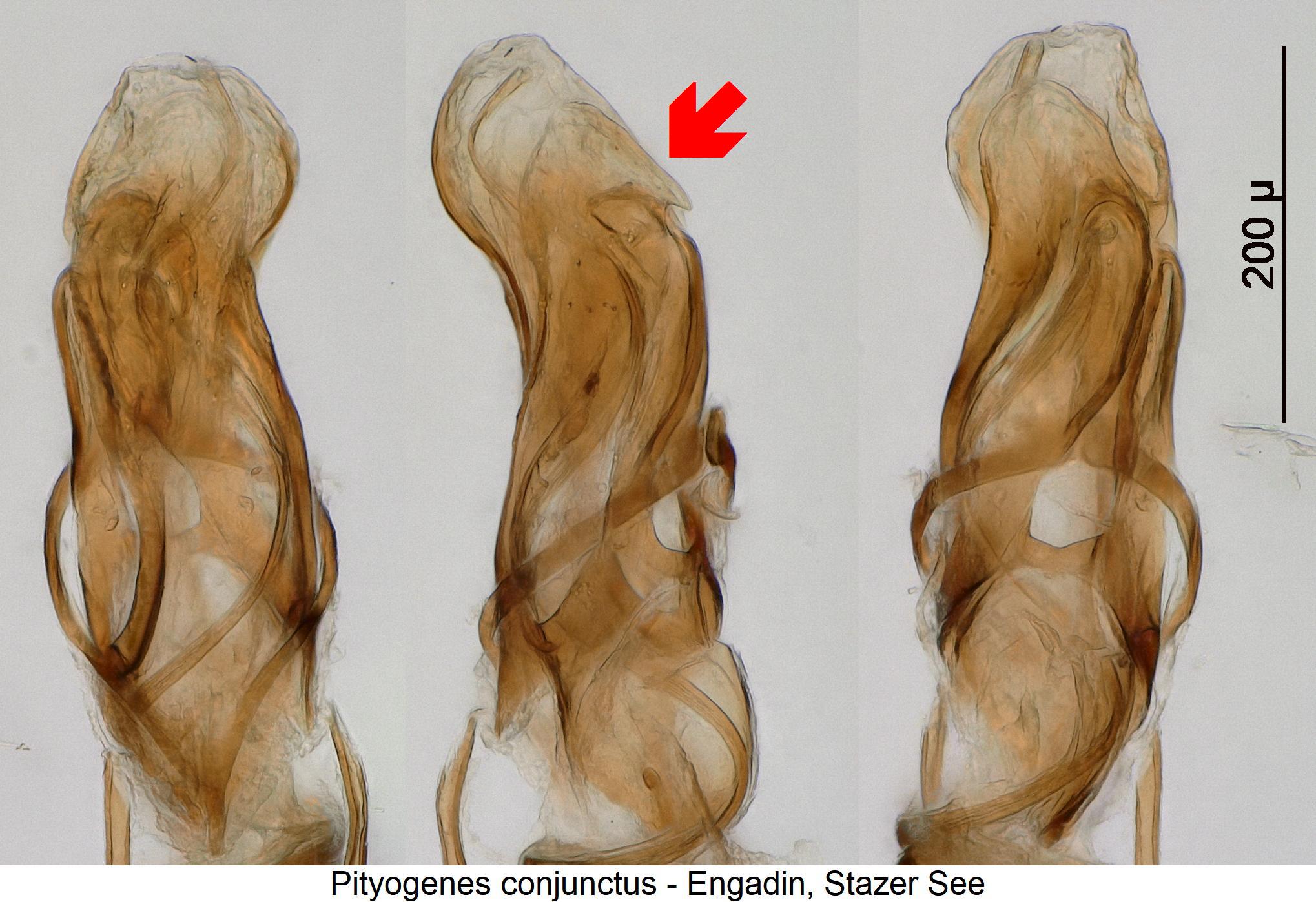 pityogenes_conjunctus1.jpg