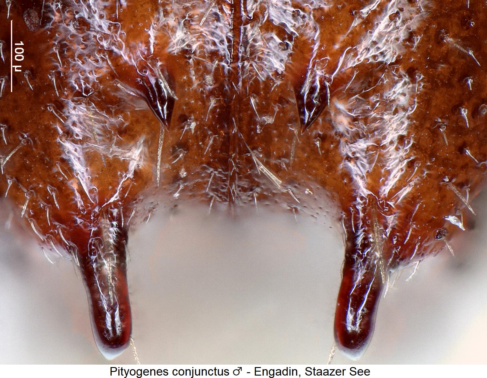 pityogenes_conjunctus_m_fld1.jpg