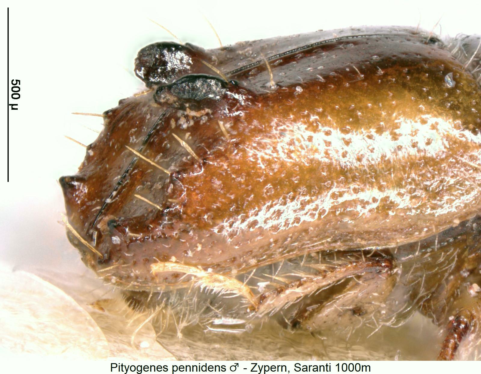 pityogenes_pennidens_m_dec.jpg