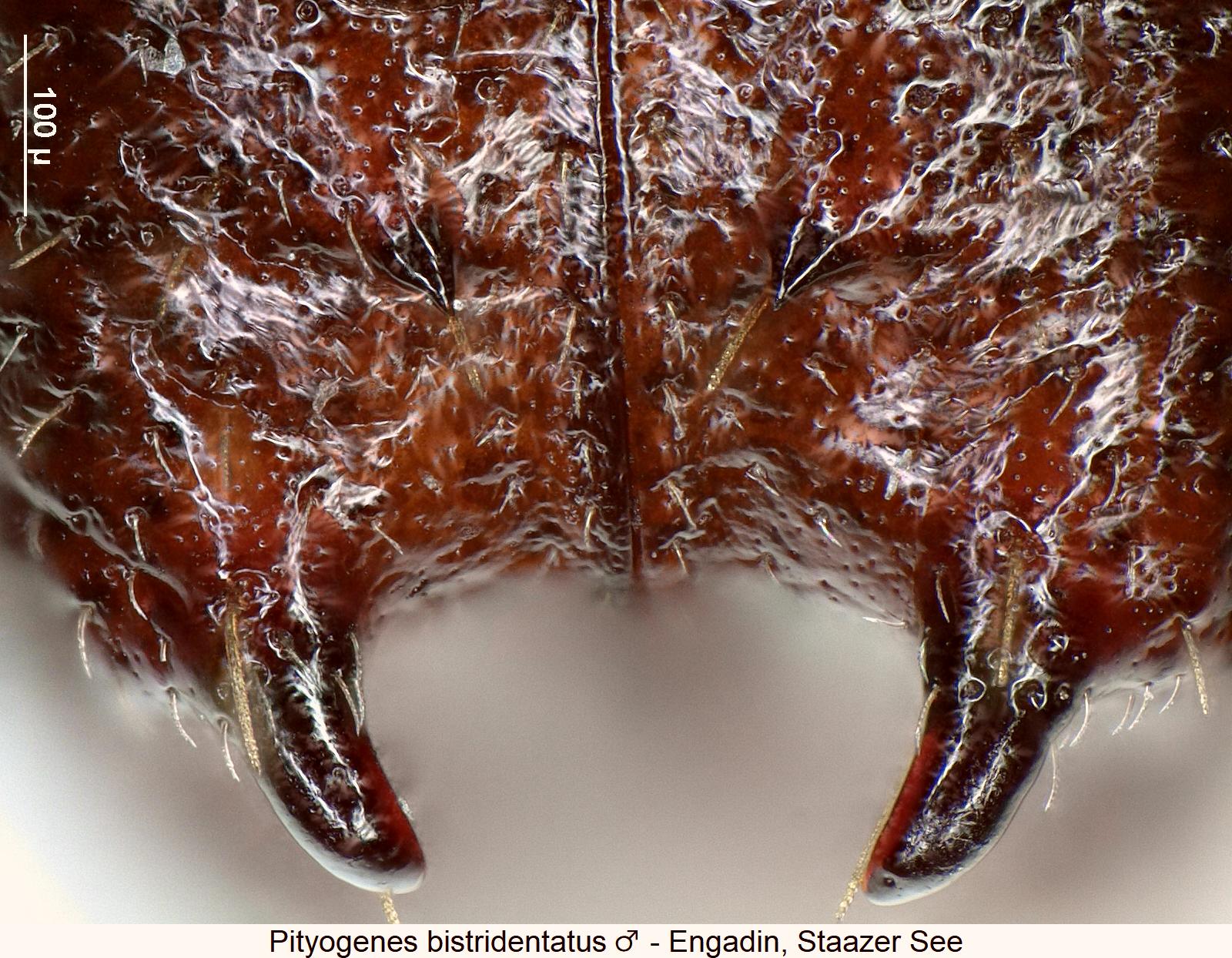 pityogenes_sp_m_fld1.jpg