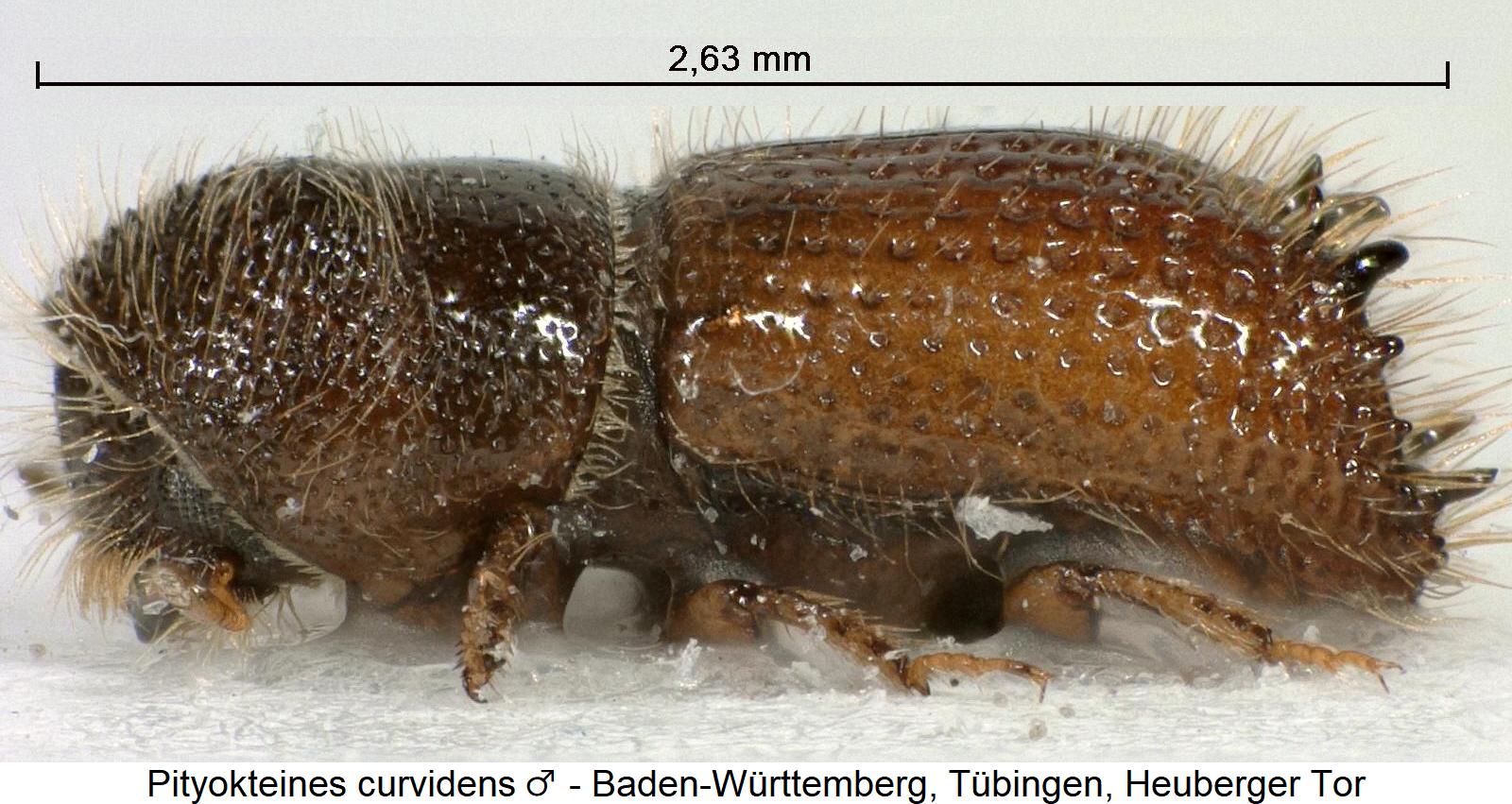 pityokteines_curvidens_m_sa.jpg