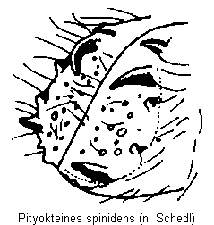 pityokteines_spinidens_fld.gif
