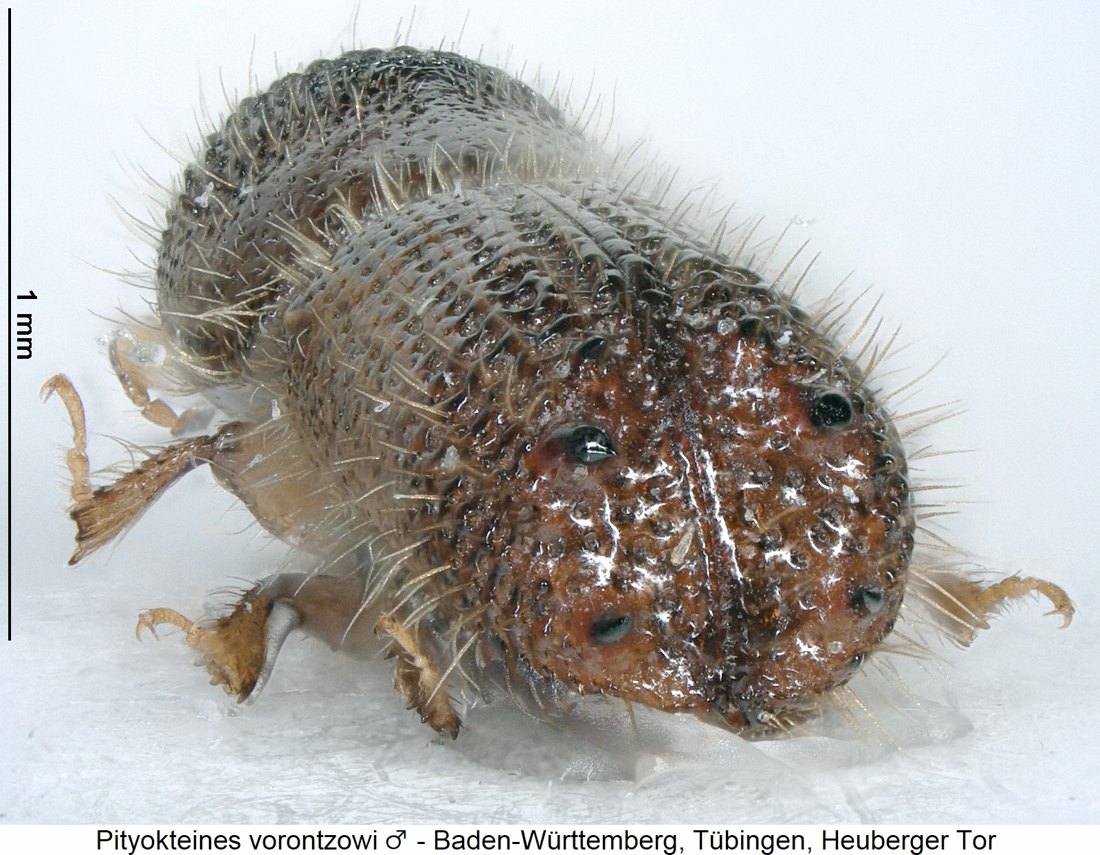 pityokteines_vorontzowi_m_dec1.jpg
